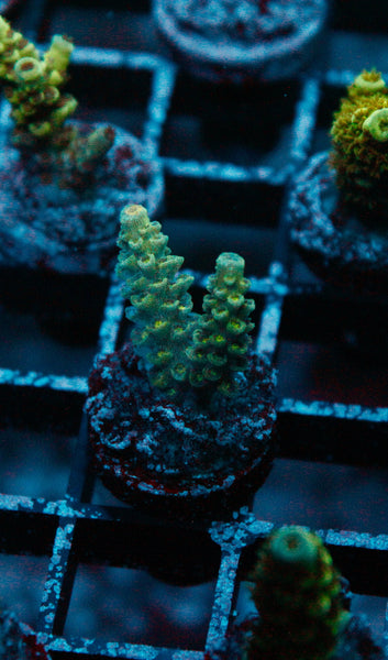 Acro Frag 188