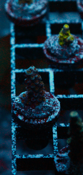 Acro Frag 204