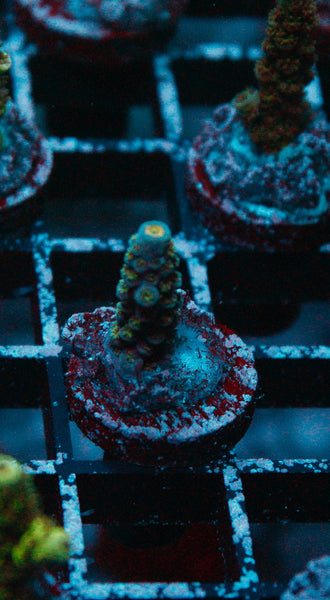 Acro Frag 183