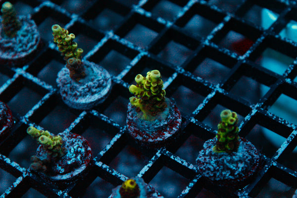 Acro Frag 226