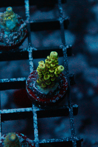 Acro Frag 203