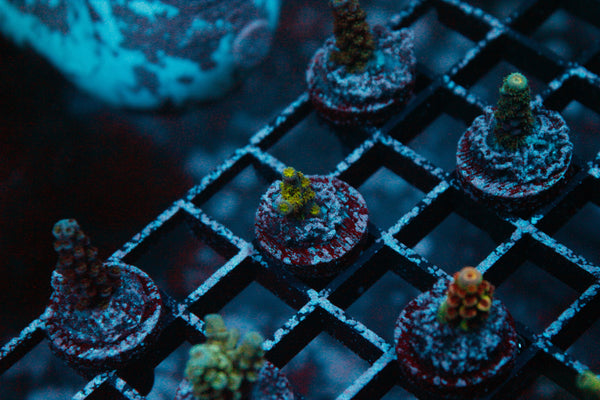 Acro Frag 214