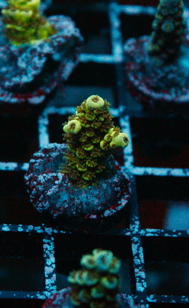 Acro Frag 173