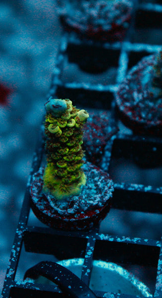 Acro Frag 167