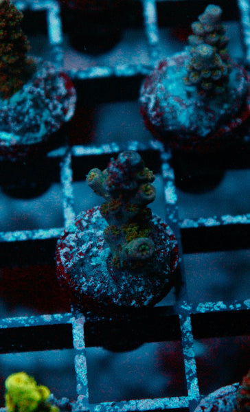 Acro Frag 184