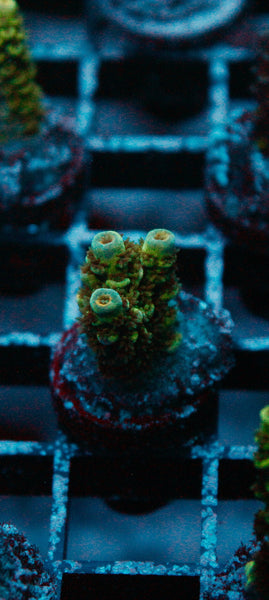 Acro Frag 190