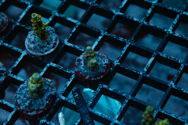 Acro Frag 229