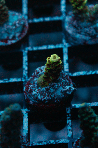 Acro Frag 187