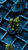 Acro Frag 200