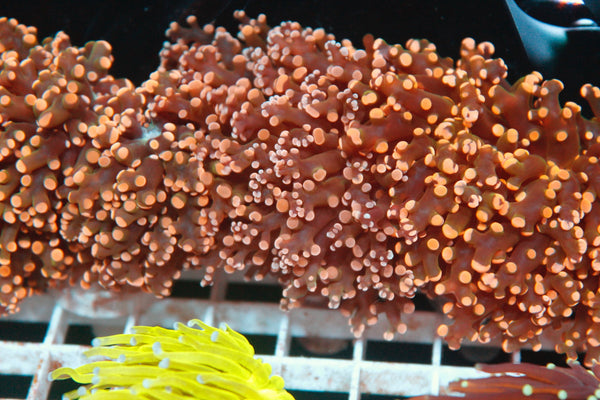 Indo Gold Pink Tip Octospawn