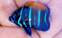 Majestic Angelfish - Captive Bred