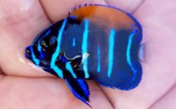 Majestic Angelfish - Captive Bred