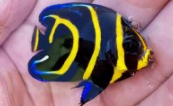 Cortez Angelfish - Captive bred