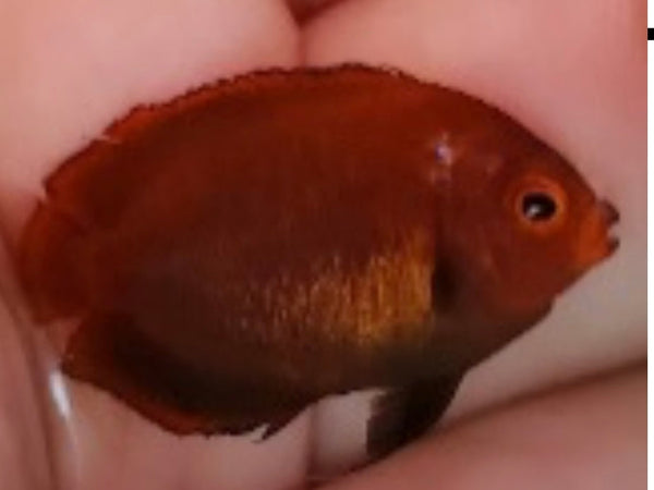 Golden Angelfish - Captive Bred