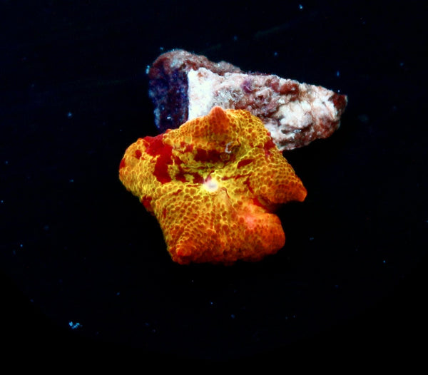 JC Eclectus Mushroom