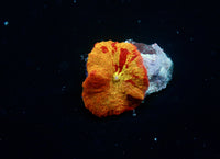 JC Eclectus Mushroom 3