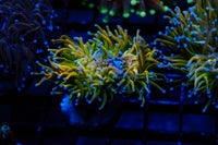 Indo Yellow HG