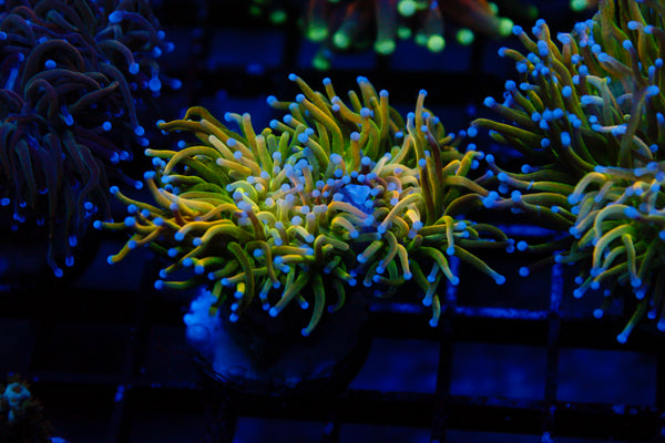 Indo Yellow HG
