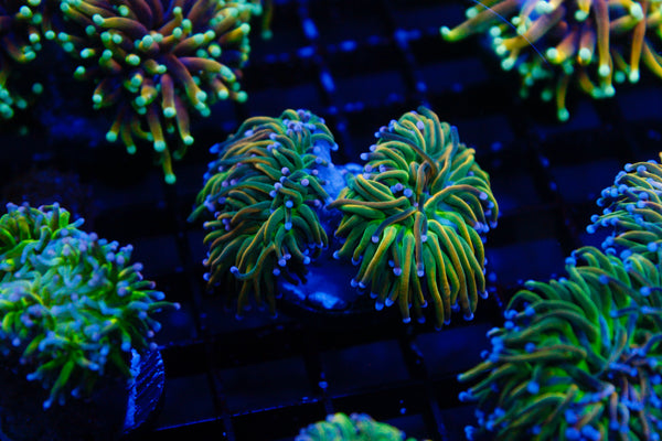Indo Yellow HG