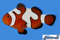 DaVinci Clownfish - Grade B