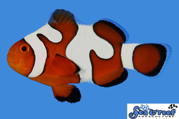 DaVinci Clownfish - Grade B