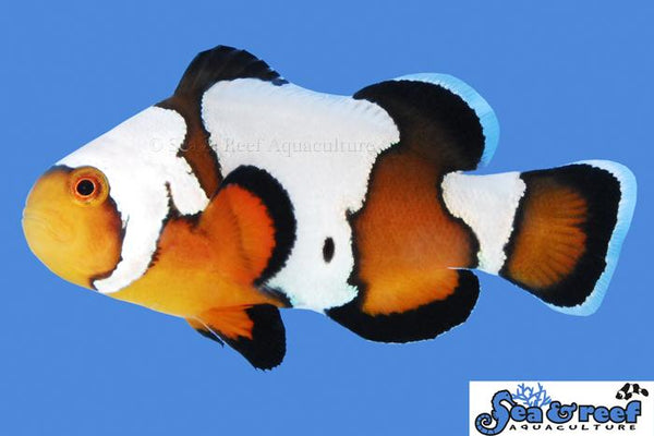 Black Ice Clownfish