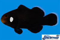 Domino Clownfish