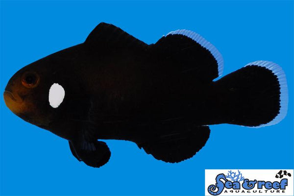 Domino Clownfish