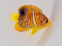 Regal Angelfish - Captive-Bred Special Pattern