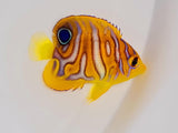 Regal Angelfish - Captive-Bred Special Pattern