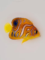 Regal Angelfish - Captive-Bred Special Pattern