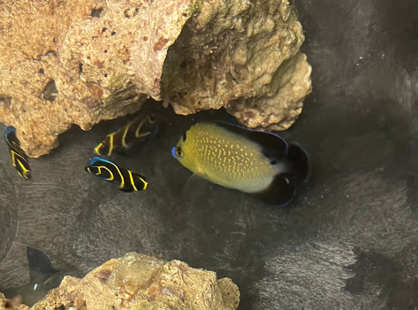 Goldflake Angelfish - Captive Bred